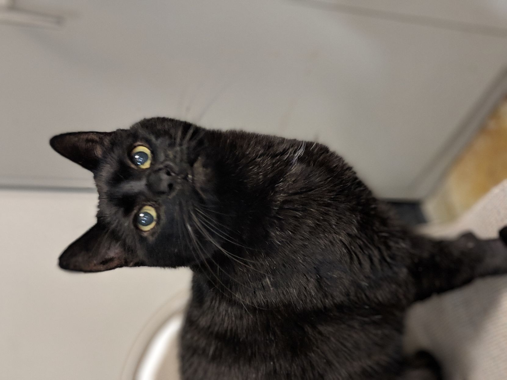 Adopt a friend: Paolo